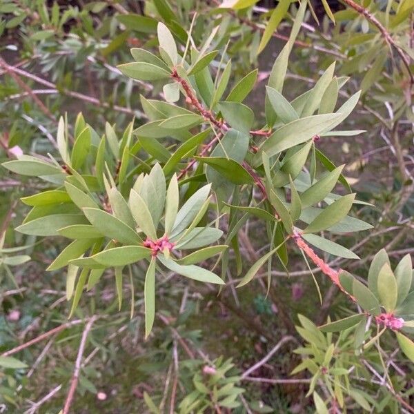 Callistemon citrinus 葉