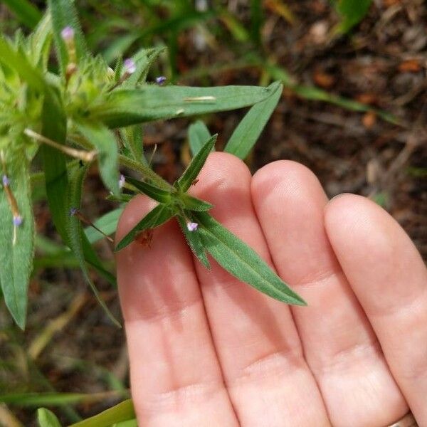 Collomia linearis Lapas