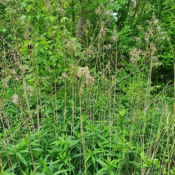 Scirpus cyperinus Квітка