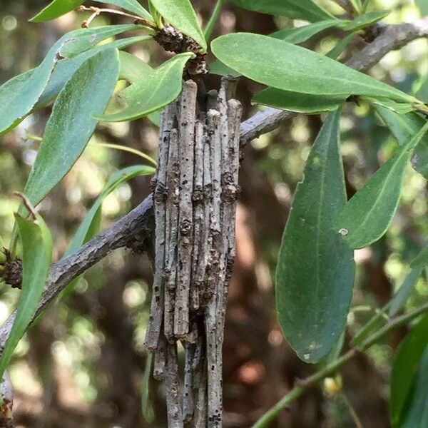 Gymnosporia senegalensis Прочее