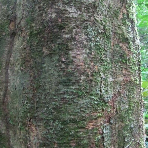 Monopteryx inpae Bark