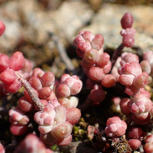 Sedum brevifolium Liść