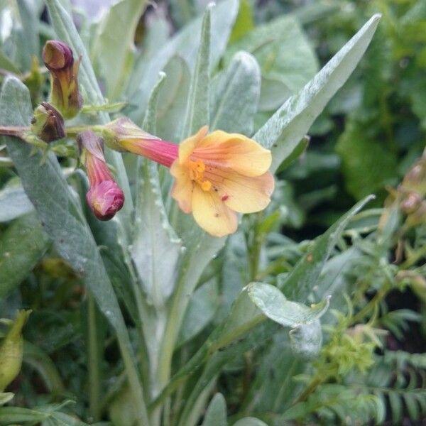 Polemonium pauciflorum Habit