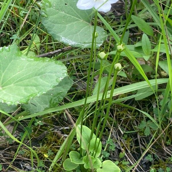 Parnassia palustris Συνήθη χαρακτηριστικά