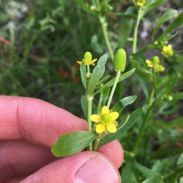 Ranunculus sceleratus Λουλούδι