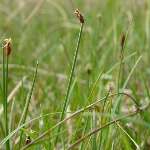 Eleocharis uniglumis ᱛᱟᱦᱮᱸ