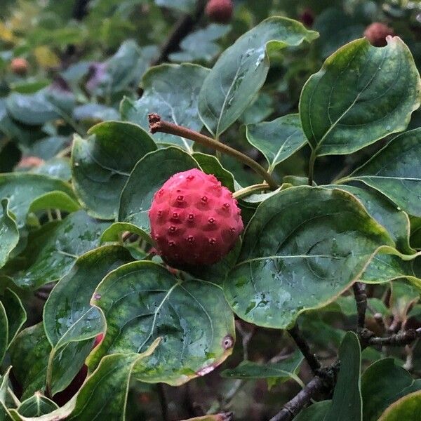 Cornus kousa Plod