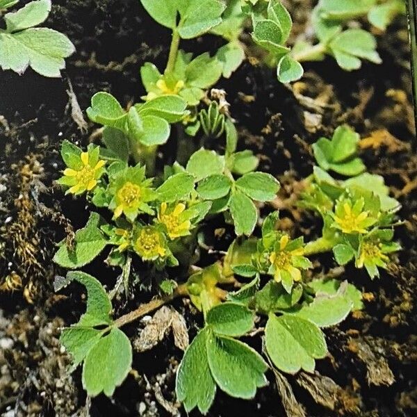 Sibbaldia procumbens Habit