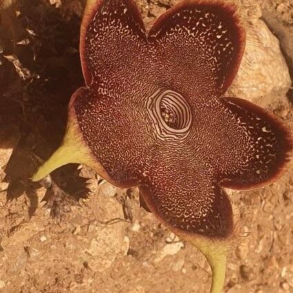 Edithcolea grandis Flor