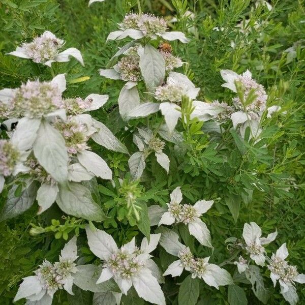 Pycnanthemum incanum Flower