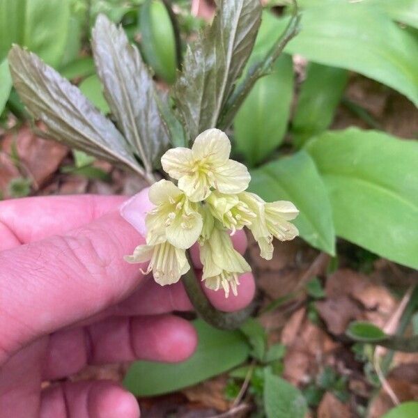 Cardamine enneaphyllos 花