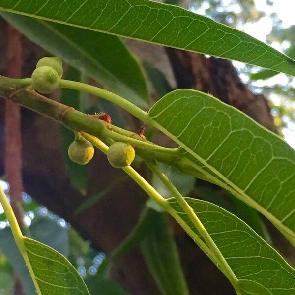 Ficus salicifolia Плод