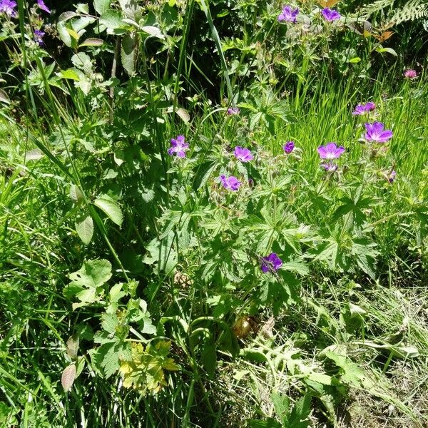 Geranium sylvaticum Hàbitat