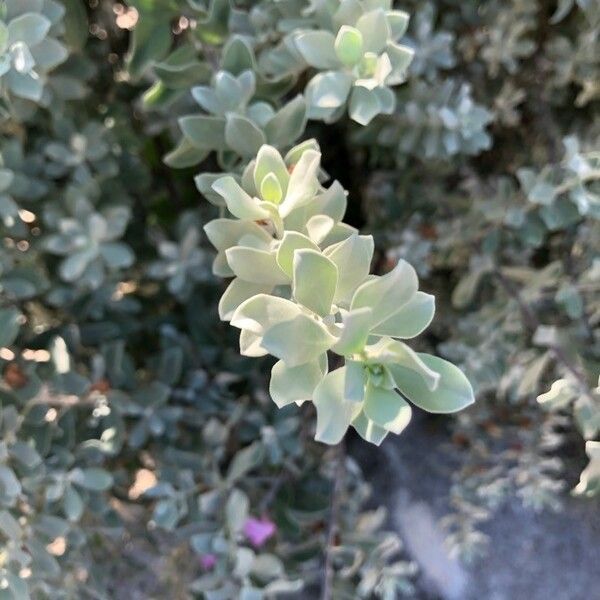 Leucophyllum candidum 葉