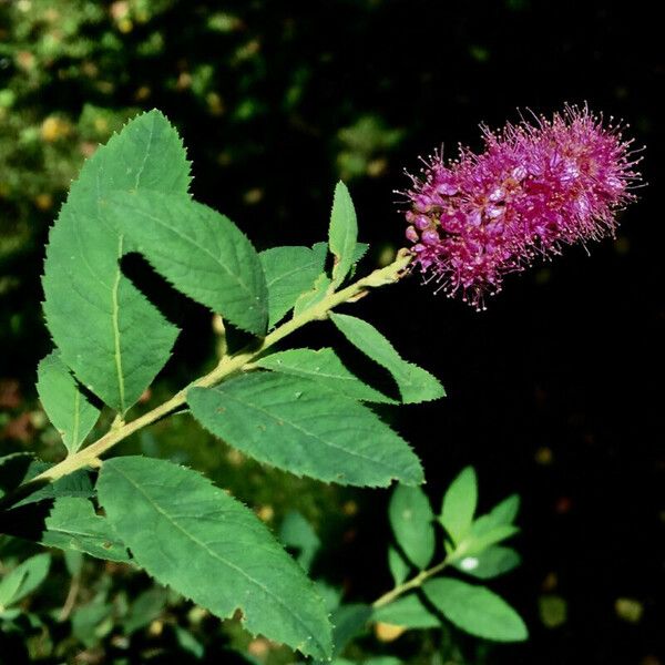 Spiraea salicifolia Flower