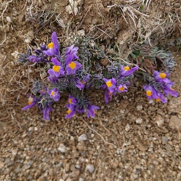 Linaria alpina Blomma