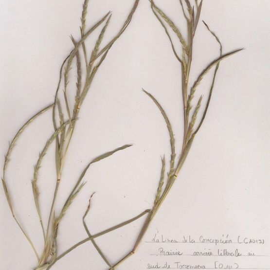 Hemarthria altissima Habit