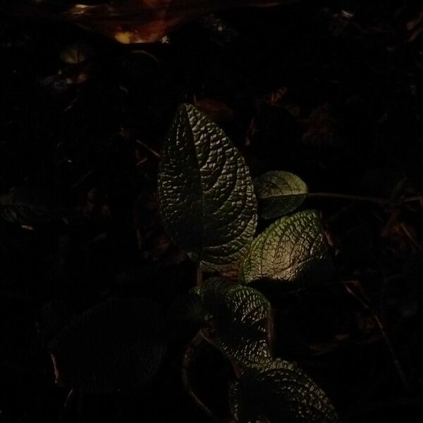 Begonia cubensis Leaf