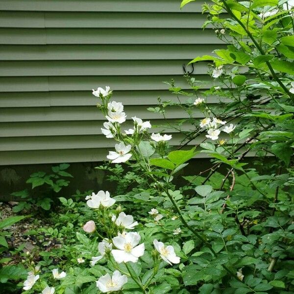 Rosa multiflora Flors