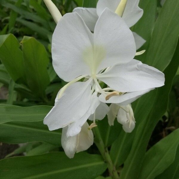 Hedychium coronarium Blomma