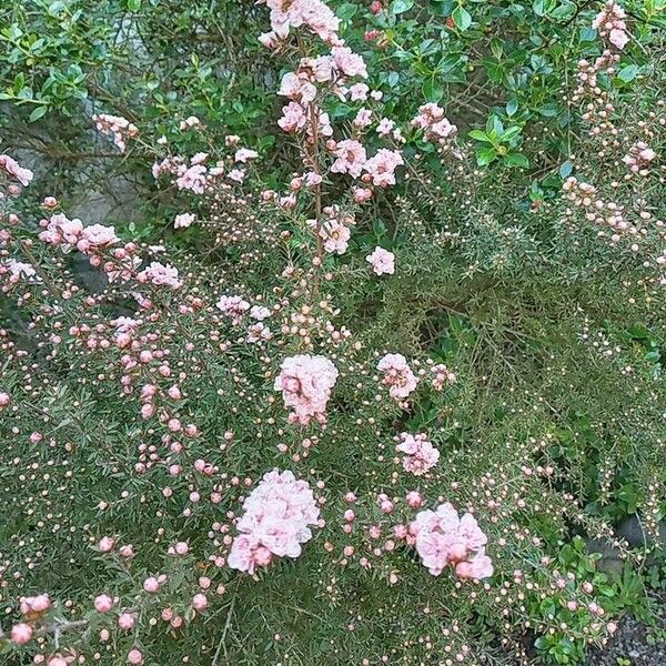 Leptospermum scoparium Kukka