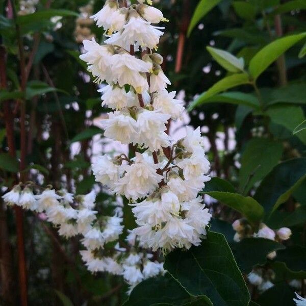 Deutzia scabra Flower