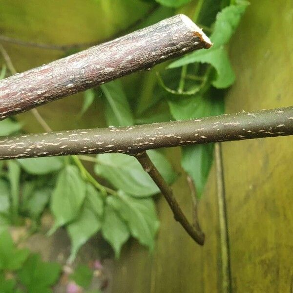 Stachyurus chinensis Casca