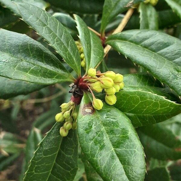 Berberis julianae Flor