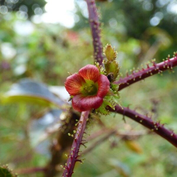 Jatropha gossypiifolia Flower