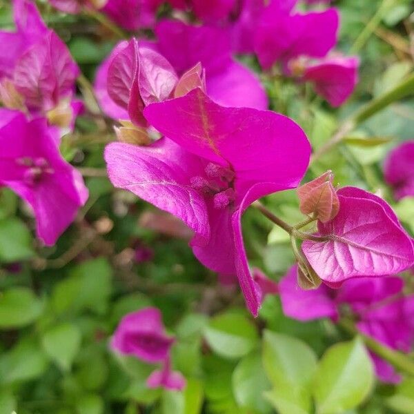 Bougainvillea glabra Çiçek