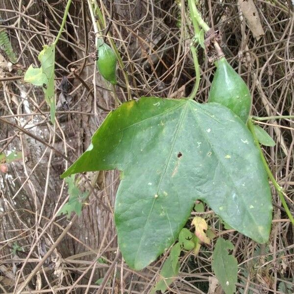 Passiflora lutea Folha