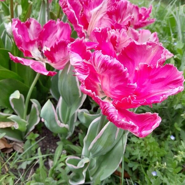 Tulipa gesneriana Habitus