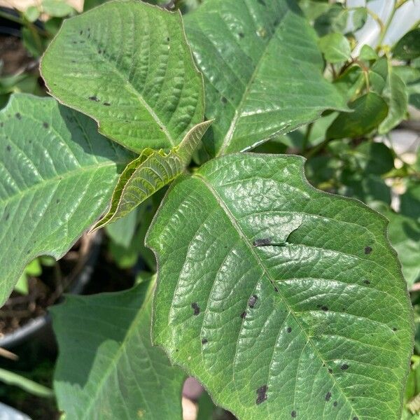 Euphorbia heterophylla 葉