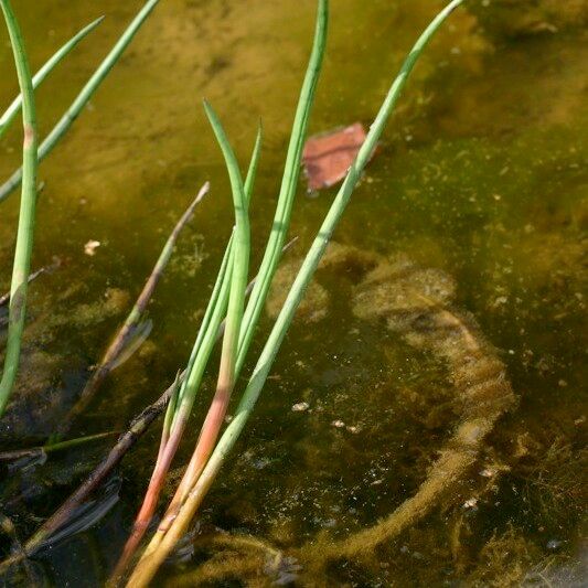 Juncus heterophyllus Plante entière