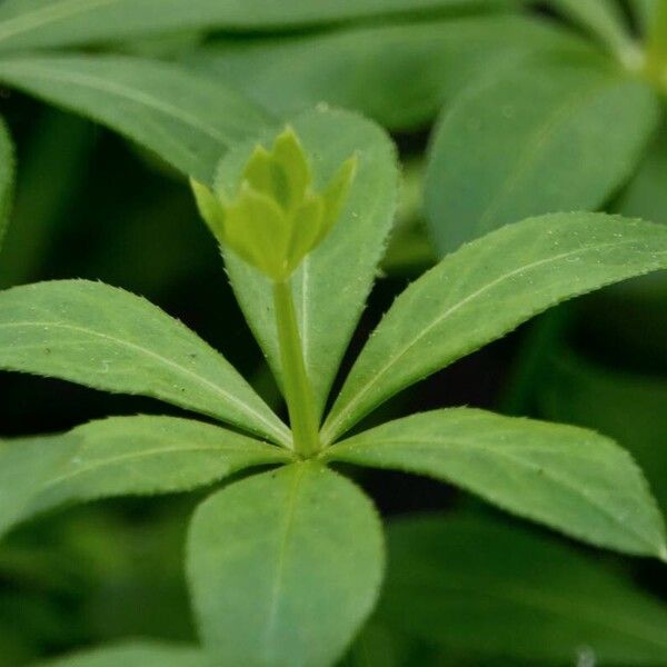 Galium odoratum Leaf