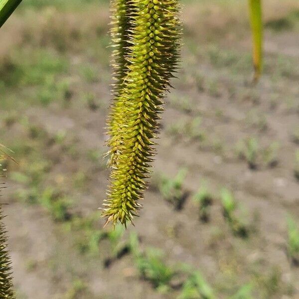 Carex pseudocyperus Fruit