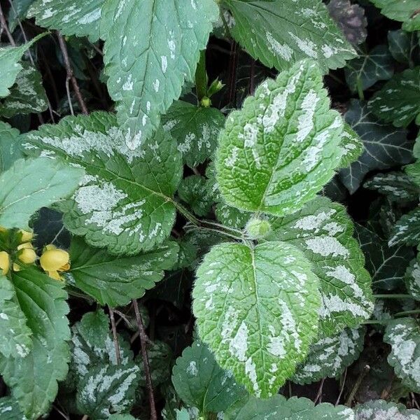 Lamium galeobdolon ഇല