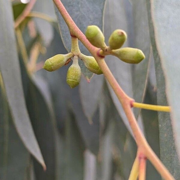 Eucalyptus tereticornis Frukt