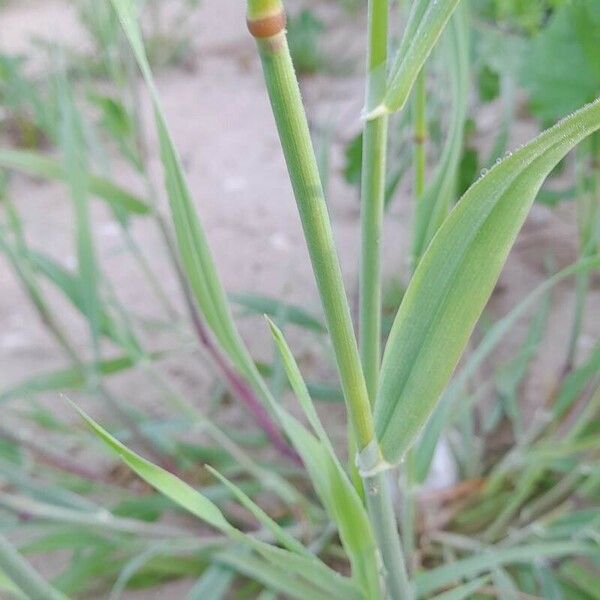 Phalaris minor خشب