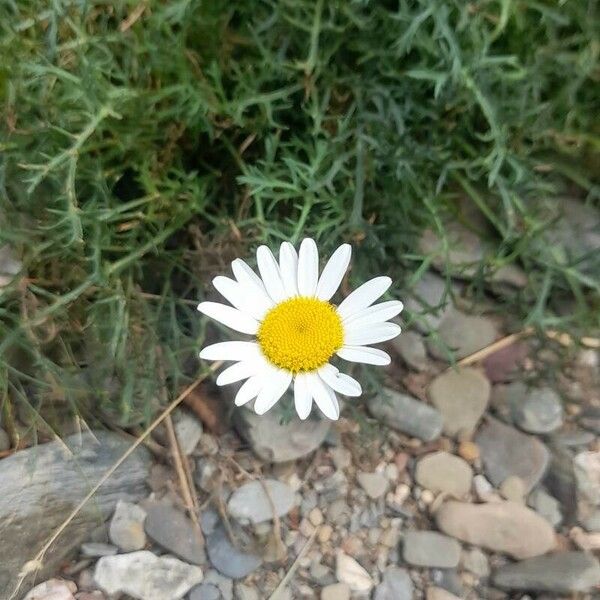 Leucanthemum monspeliense Bloem