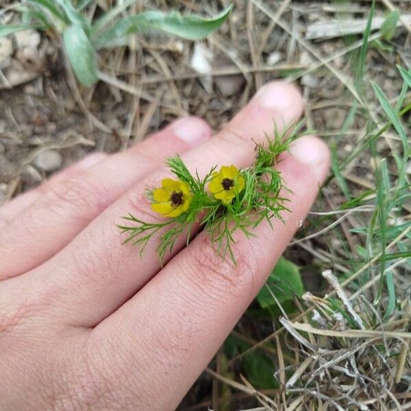 Adonis microcarpa Цветок