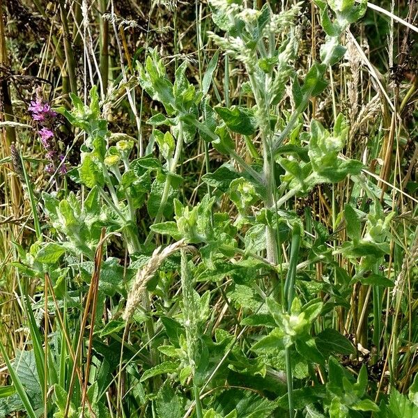 Pulicaria dysenterica Hábitos