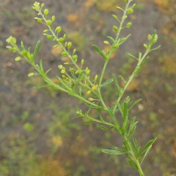 Lepidium ruderale Fruit