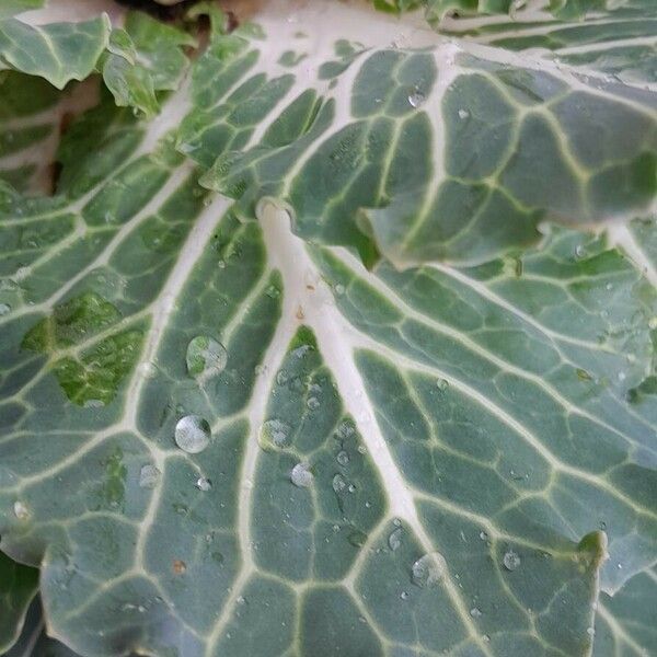 Brassica oleracea 葉