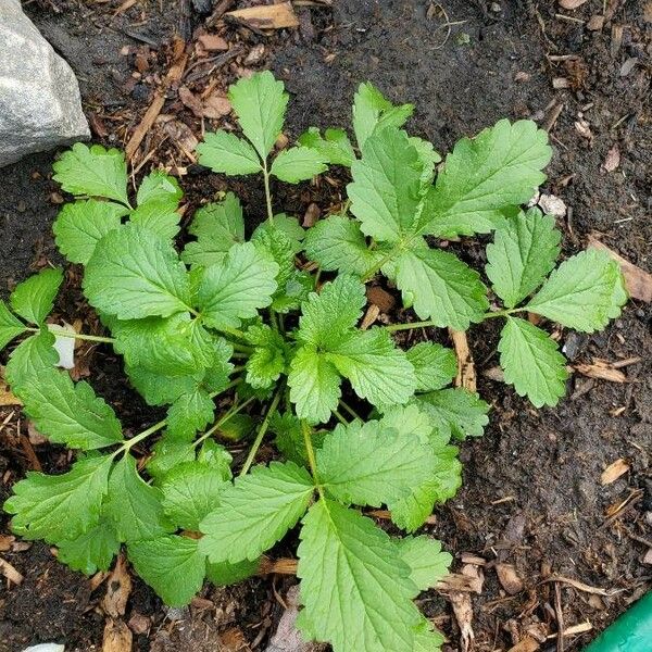 Potentilla norvegica Hoja