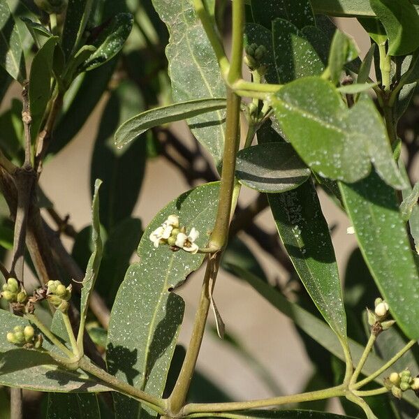 Avicennia germinans ফুল