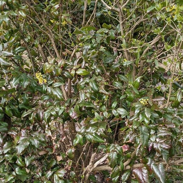 Berberis aquifolium Облик