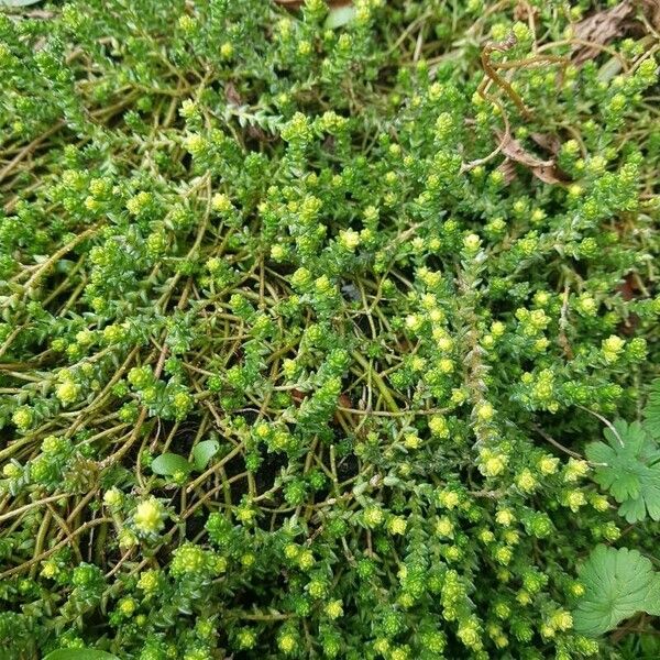 Sedum sexangulare ফুল