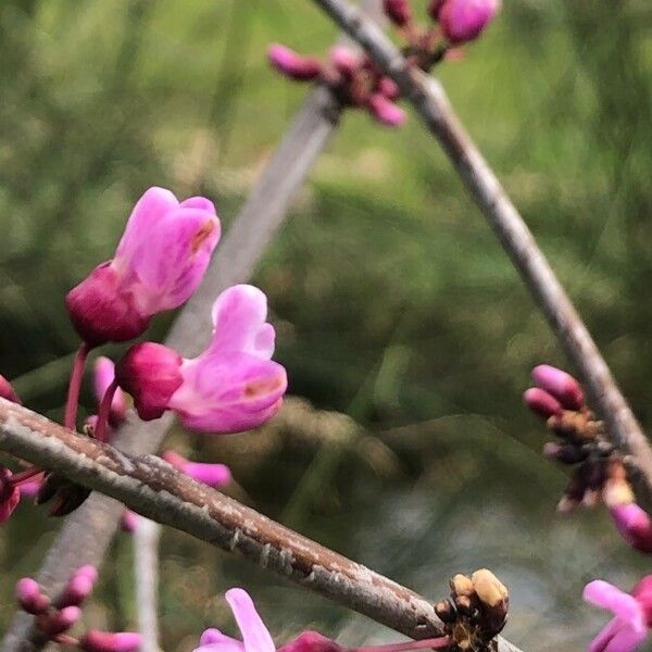 Cercis canadensis Floro