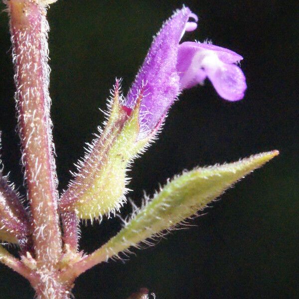 Clinopodium acinos Kwiat